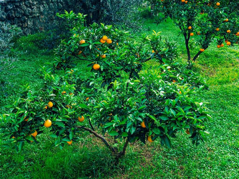 Orange mandarin on the tree. Ripe tangerine. Montenegrin mandarin trees. Home tangerine garden. A lot of fruit on the tree. Already ripe, stock photo