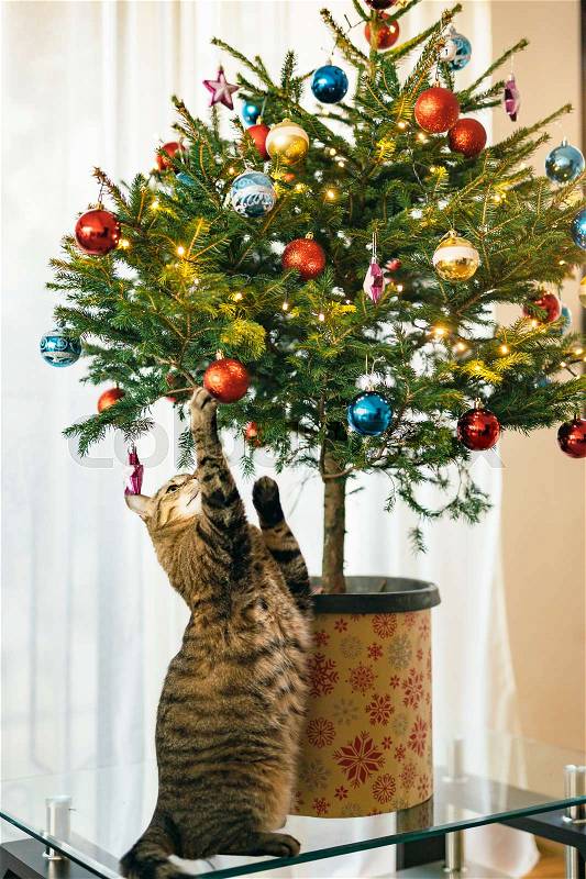 The cat under the Christmas tree. Small tree in a pot in the apartment is on the glass coffee table, stock photo