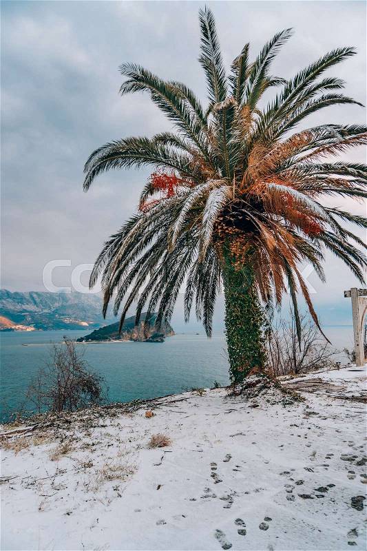 Snow-covered palm tree. Palm covered with snow. Winter on the coast of Montenegro, in Budva, stock photo