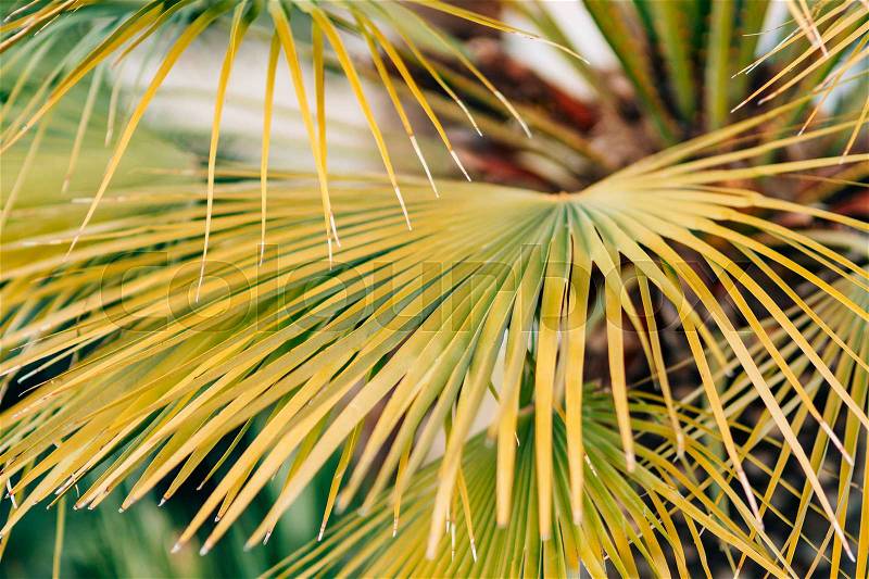 A branch of a palm tree close-up. Date tree in Montenegro, stock photo