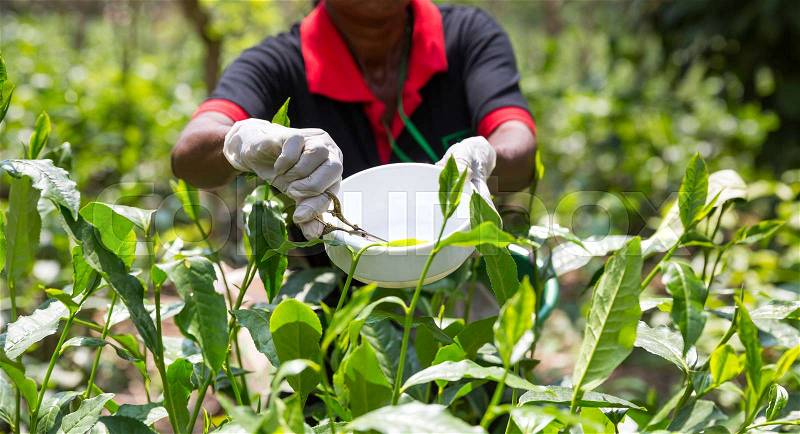 Collection of high grades of Ceylon tea. Female worker picking harvest on highland plantation on Sri Lanka, stock photo