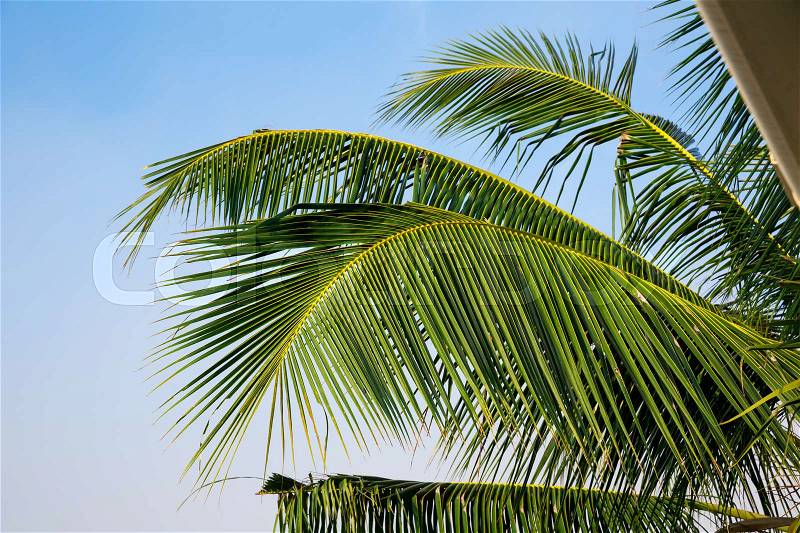 Green palm branch, blue sky on background, Ceylon. Landscape of Sri Lanka, stock photo