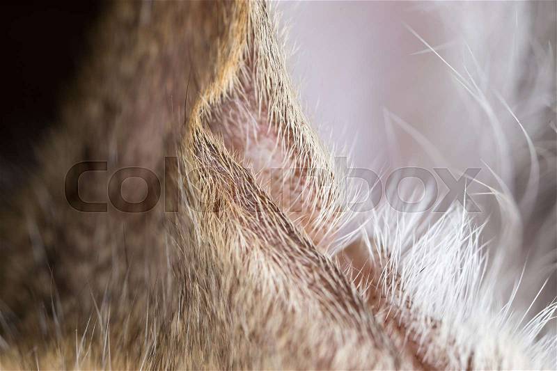 Hair on the ears of a cat. macro, stock photo
