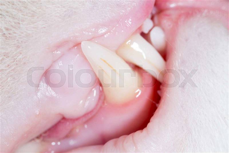 Teeth of a cat as a background. macro, stock photo