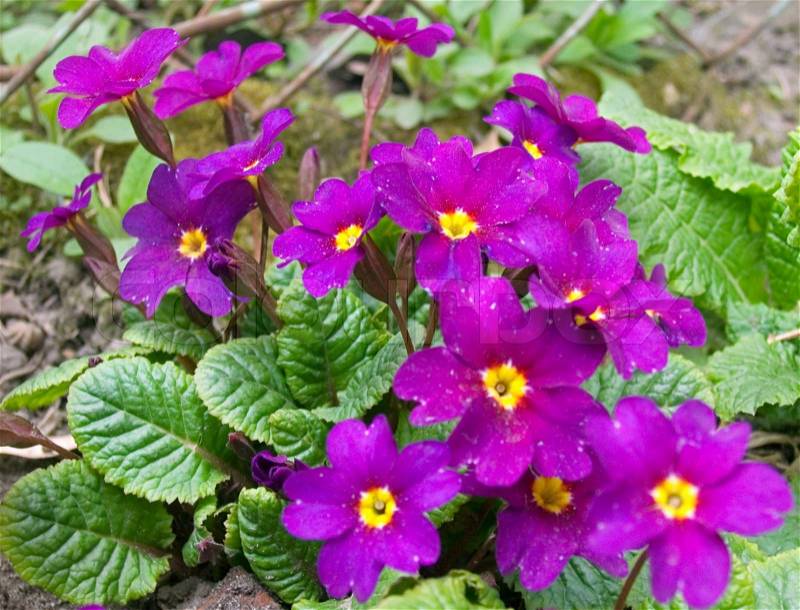 Plant with pink spring flowers, stock photo