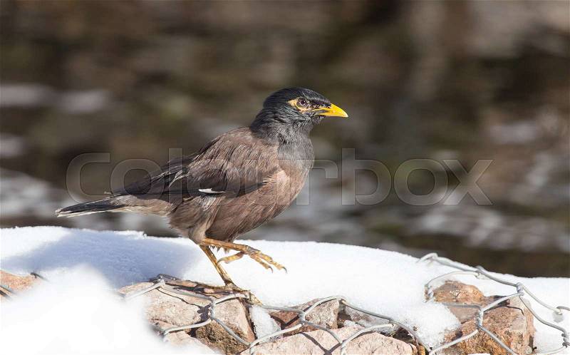 A starling on the ground in winter, stock photo