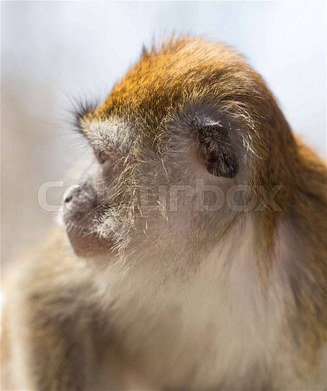 Portrait of a monkey at the zoo , stock photo