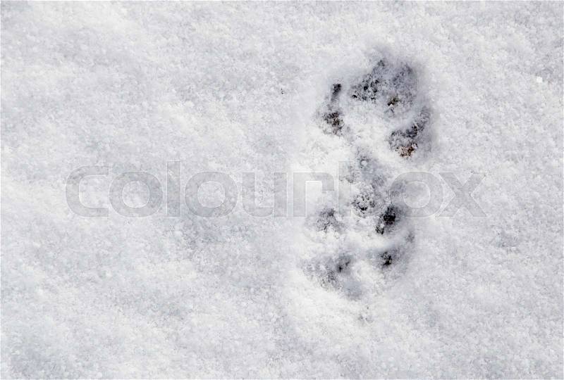Dog footprints in the snow as a background , stock photo
