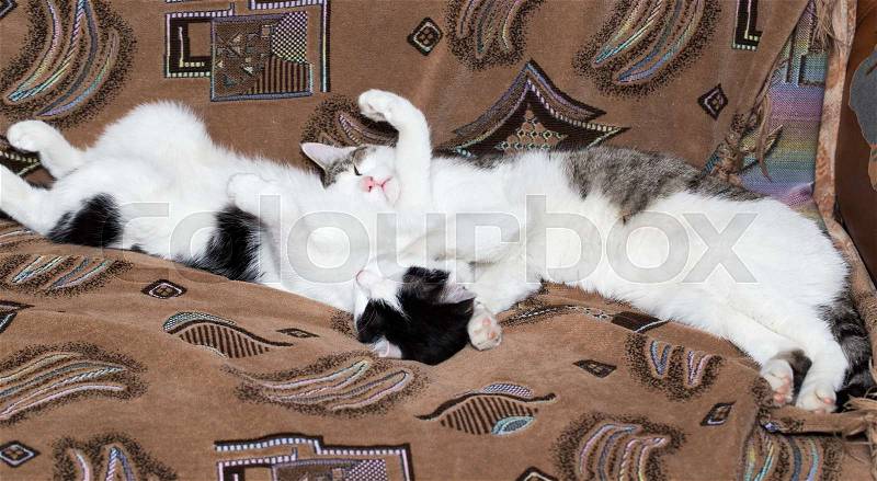 The cat is sleeping on the couch, stock photo