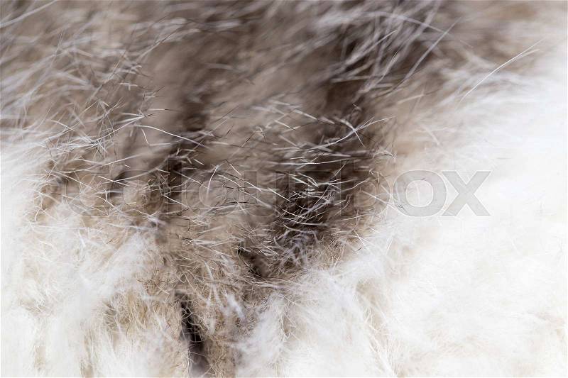 Fluffy cat hair as background. Beautiful texture, stock photo
