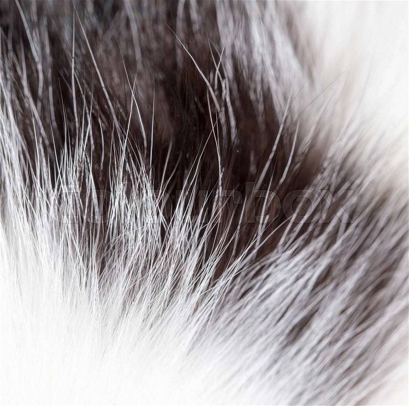 Fluffy cat hair as background. Beautiful texture, stock photo