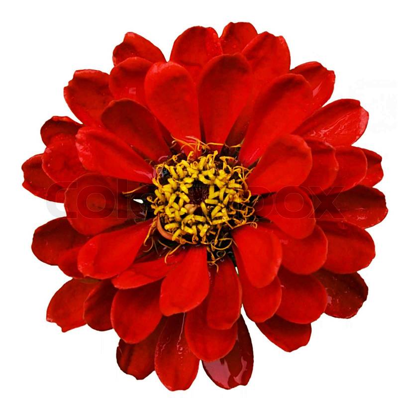 Attractive red flower isolated on white | Stock Photo | Colourbox