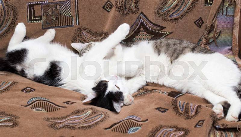 The cat is sleeping on the couch, stock photo