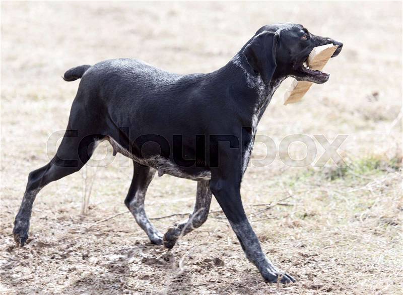 Dog playing with a stick on nature , stock photo
