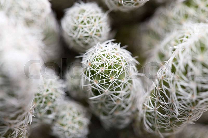 Prickly cactus grown at home as a background. macro, stock photo