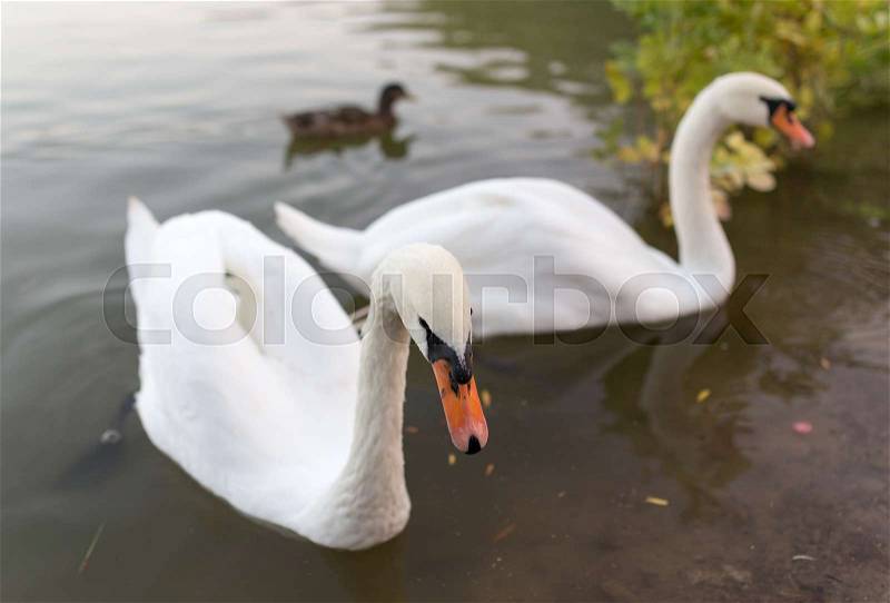 Two swans in a pond in nature , stock photo