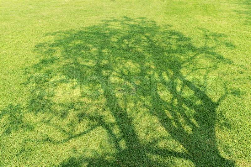 Tree shadow on short green grass in spring, stock photo