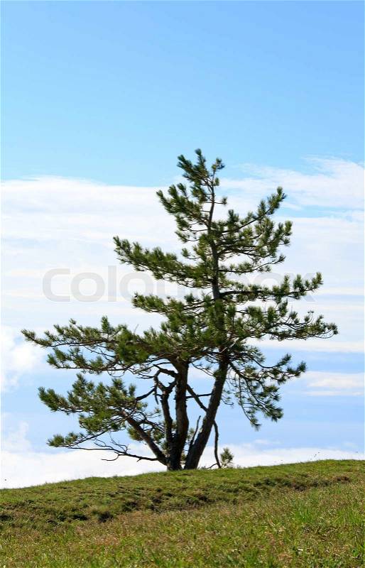 Pine lonely tree on sky background, stock photo