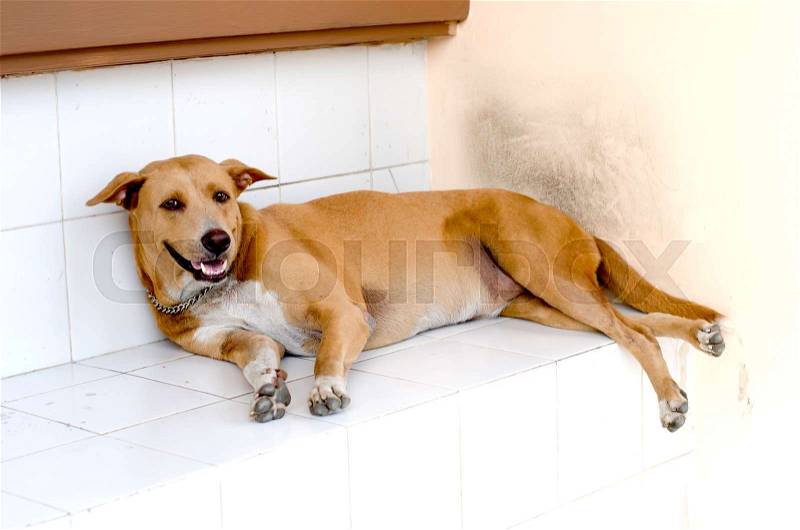Dog sleep at house,outdoor of house, stock photo