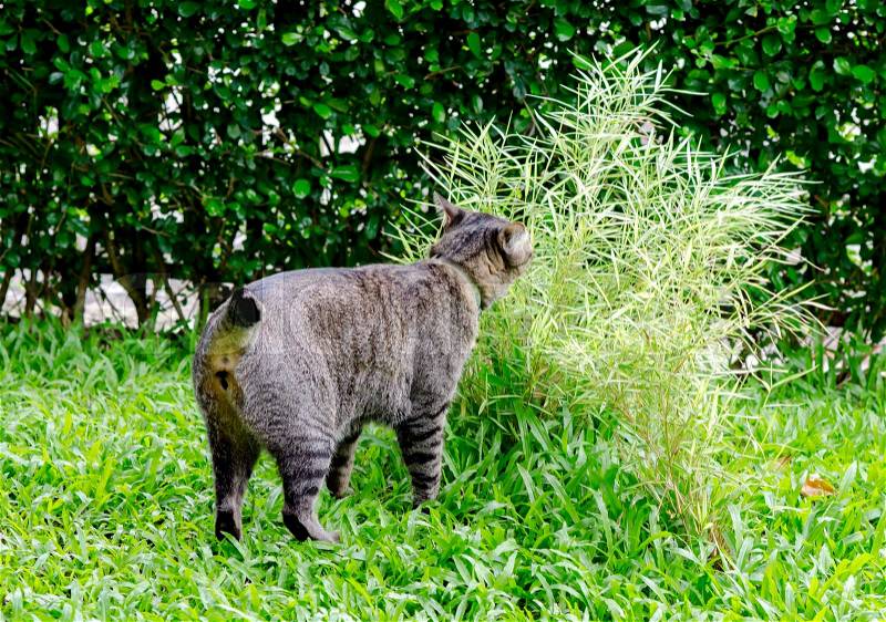 Cat eat plant in garden,outdoor, stock photo
