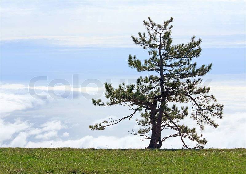 Pine lonely tree on overcast sky background, stock photo