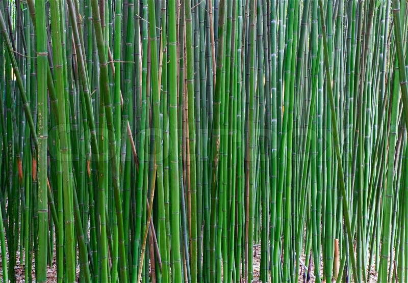 High green trunk of bamboo plant \