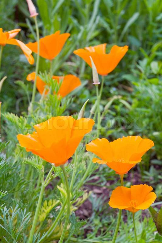 Orange poppy flowers (California Golden Poppy) close-up, stock photo