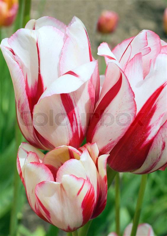 Spring holiday red-white tulip flowers on flower-bed (nature background), stock photo