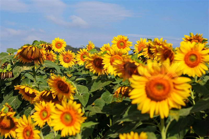 Garden of sunflowers with blue sky, stock photo