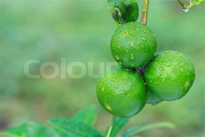 Close up fresh green lemon with water drop on tree and green blur background, stock photo