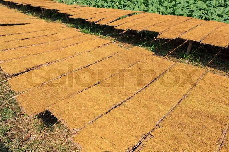 Drying tobacco leaves to the sun and view of tobacco plant in Thailand, stock photo