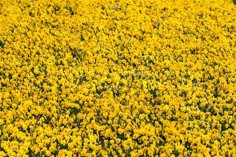 Field of yellow Pansy viola flowers. Flower texture.Top view, stock photo