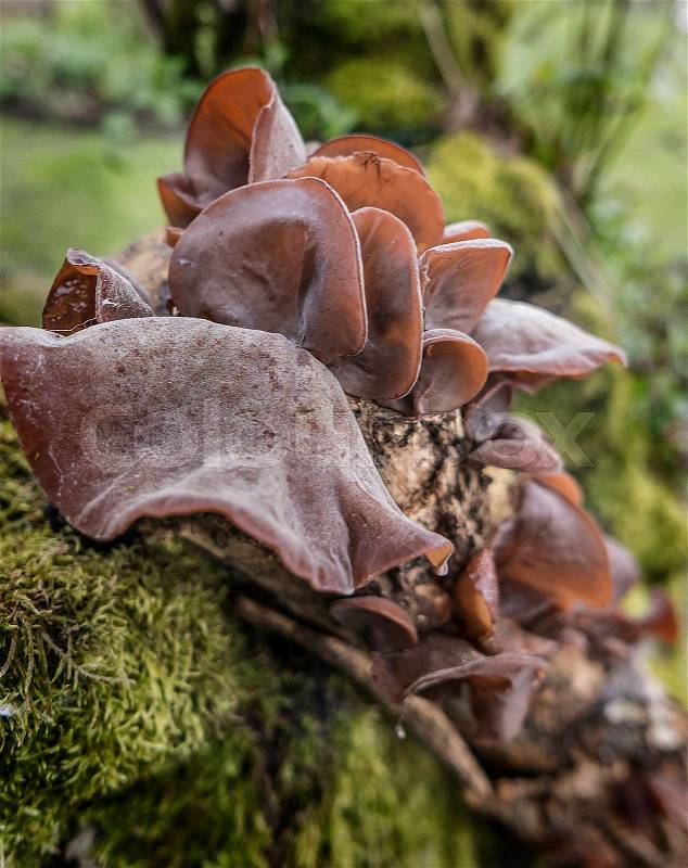Plain Wood ears (Auricularia auricula-Judah, synonyms: Auricularia polytricha, Auricularia auricula, Auricularia sambucina, Auricularia polytricha It is a fungus that is common in almost all over the world. It is used in many dishes from Asia and especial