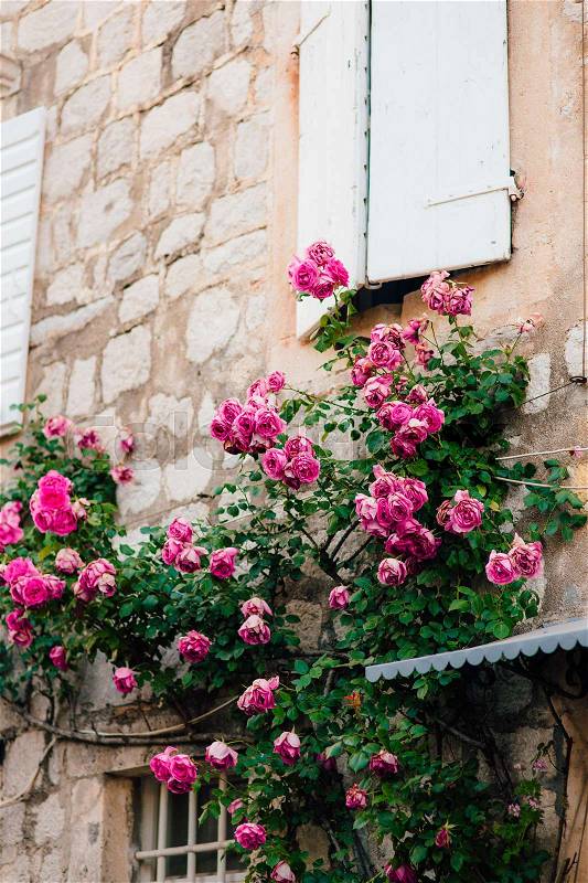 Pink climbing roses on the wall in the old town of Perast in Montenegro, stock photo