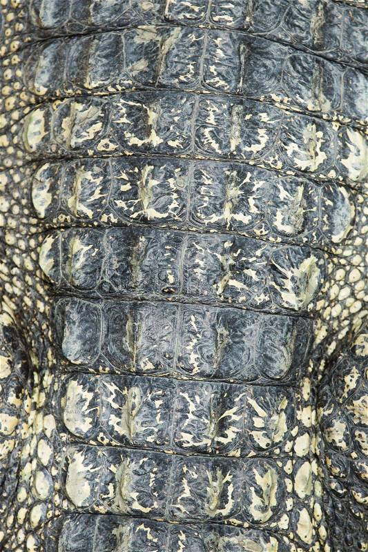 Crocodile skin texture close up, stock photo