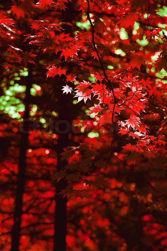 Autumn forest with red maple leaves background, stock photo