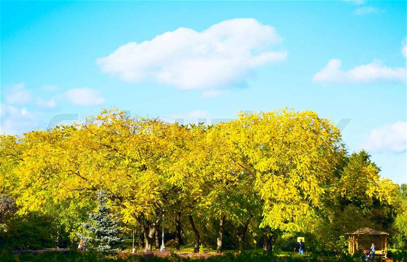 Beautiful autumn park with yellow leaves on trees, stock photo