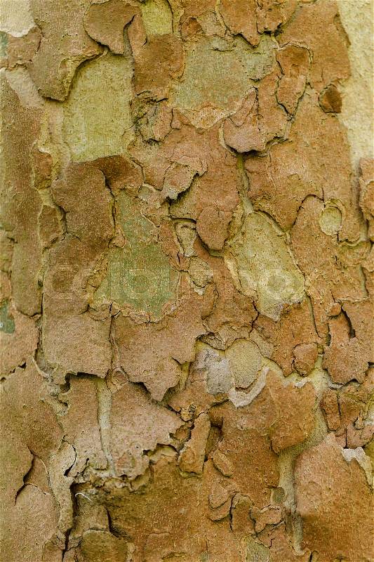 The texture of tree bark sycamore. Beautiful bark pattern. Close-up, stock photo