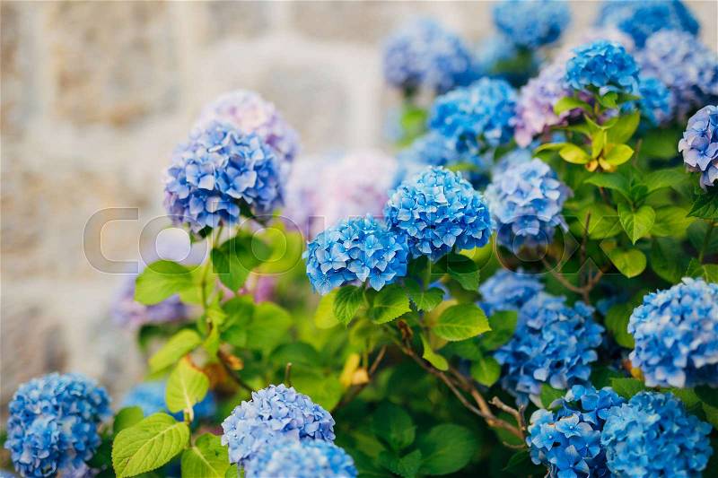 Blue, blue, pink flowers Hydrangea in the old town of Perast in Montenegro, stock photo