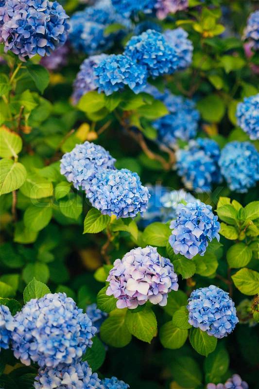 Blue, blue, pink flowers Hydrangea in the old town of Perast in Montenegro, stock photo