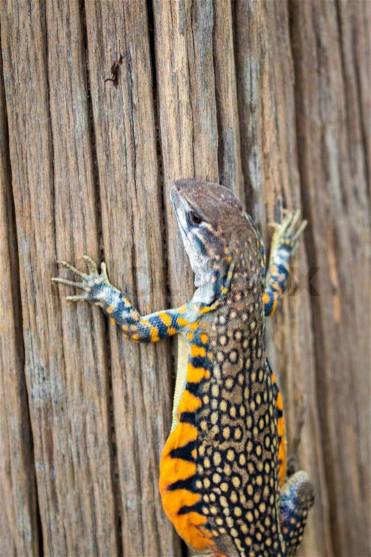 Image of Butterfly Agama Lizard (Leiolepis Cuvier). Reptile Animal, stock photo