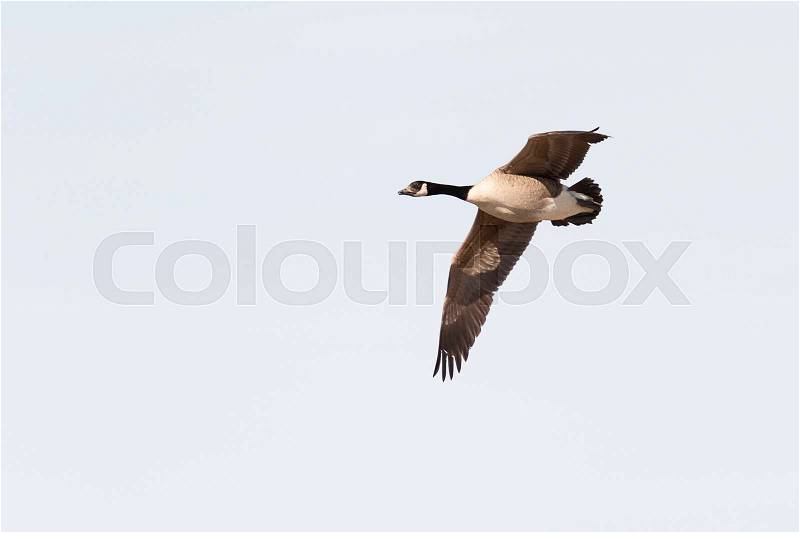 Canada Goose Flying with wings spread, stock photo