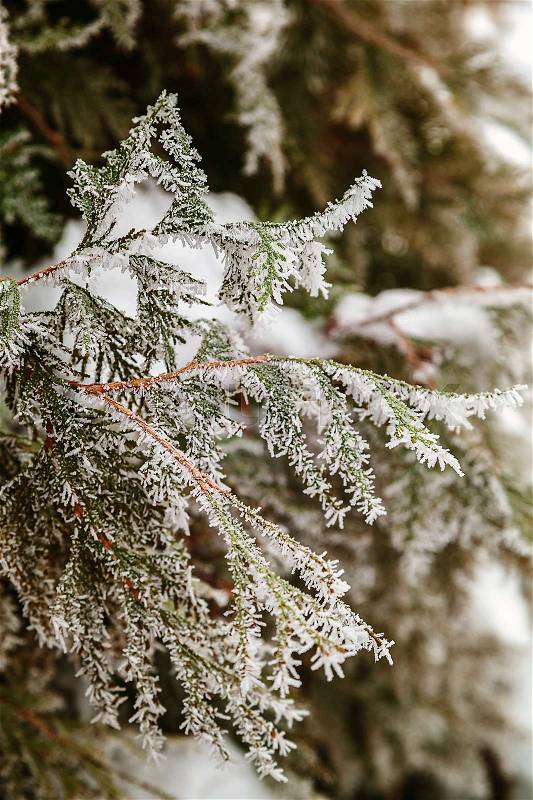 Snow and frost on the needles of pine branches, stock photo