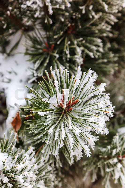 Snow and frost on the needles of pine branches, stock photo