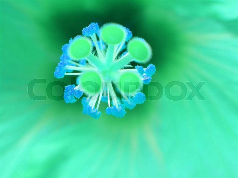 Very beautiful and amazing tropical flowers, stock photo