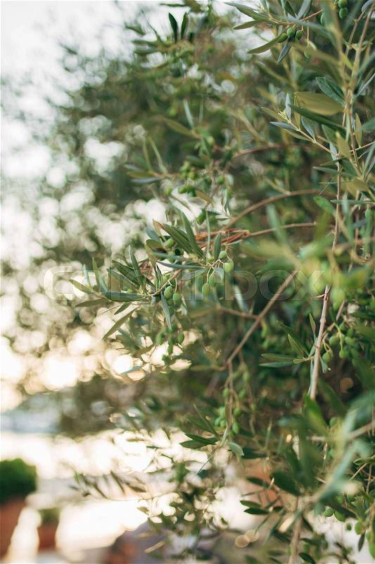 Branches and leaves of an olive tree in an olive grove in Montenegro, stock photo