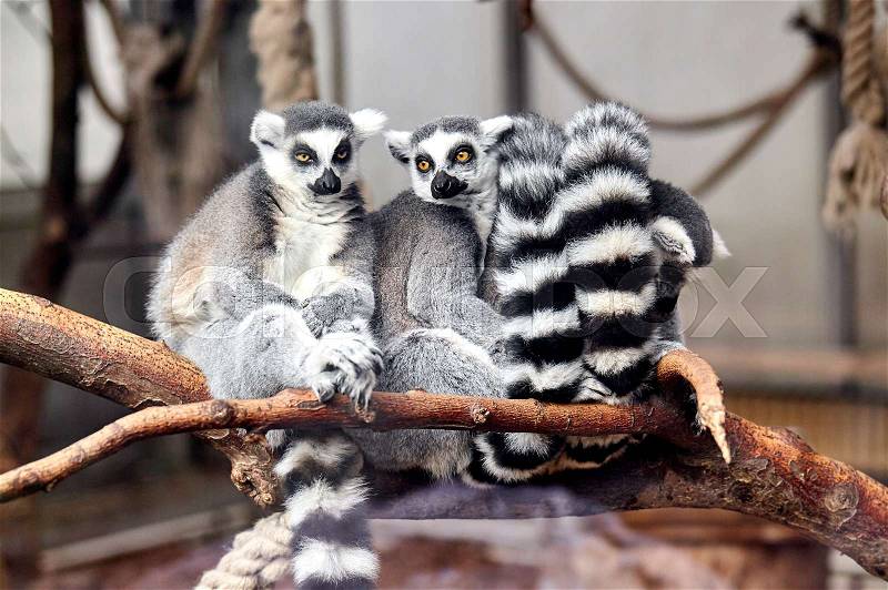 Family Ring tailed Lemur, stock photo
