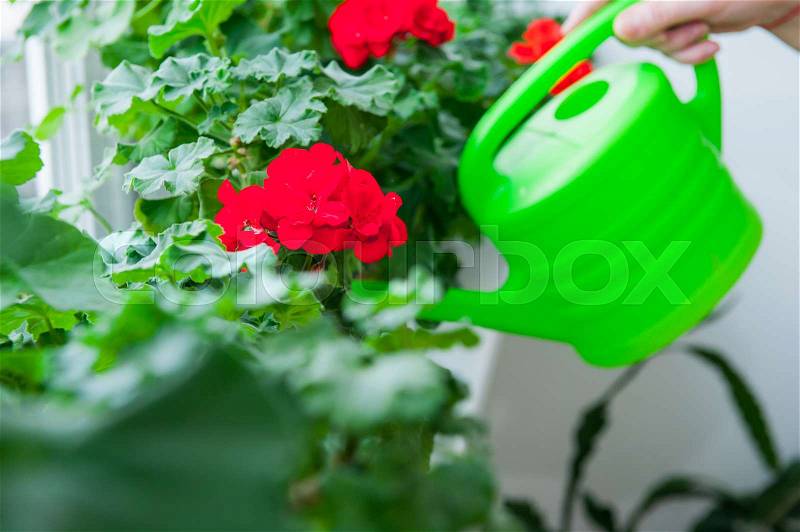 Human hand holding watering can and watering red Geranium flowers pots on windowsill. Indoor. Selective focus, stock photo