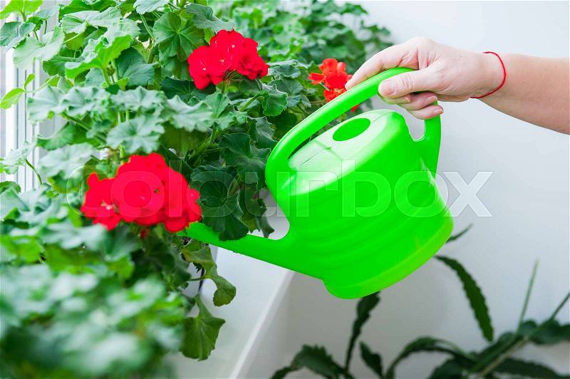 Human hand holding watering can and watering red Geranium flowers pots on windowsill. Indoor. Selective focus, stock photo