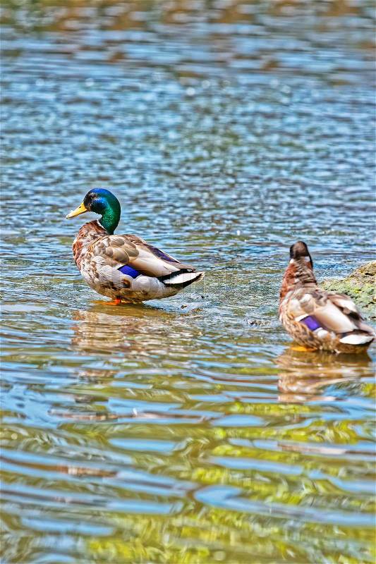 Mallard duck in a pond in summer, stock photo